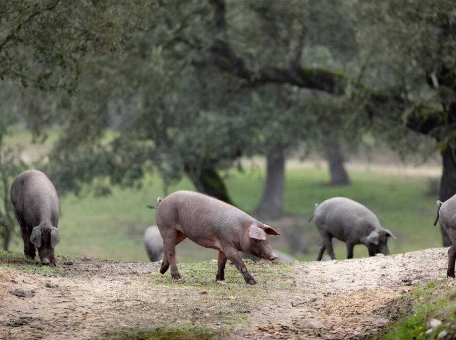 Crías de cerdo en el campo