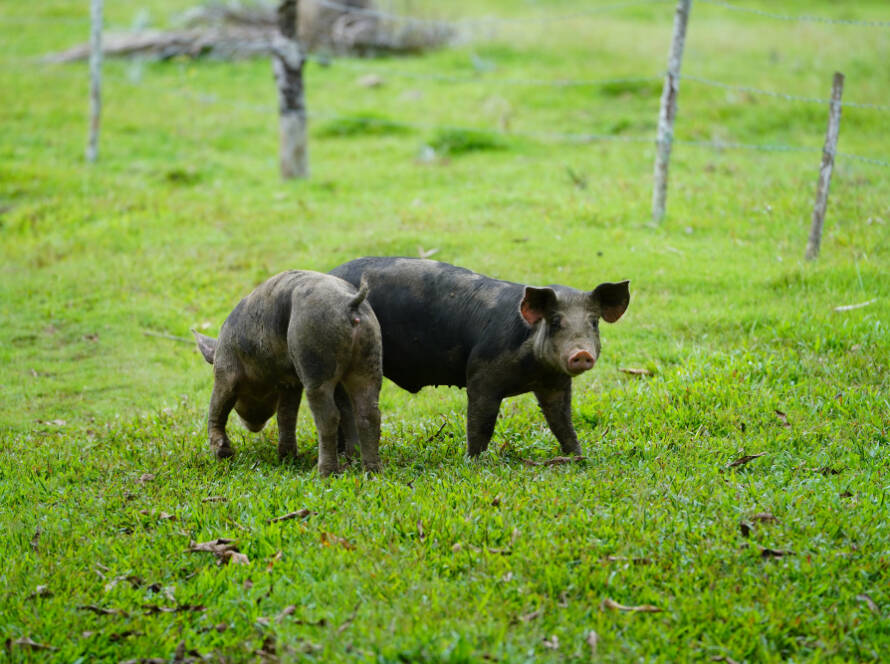 Crías de cerdo en el campo